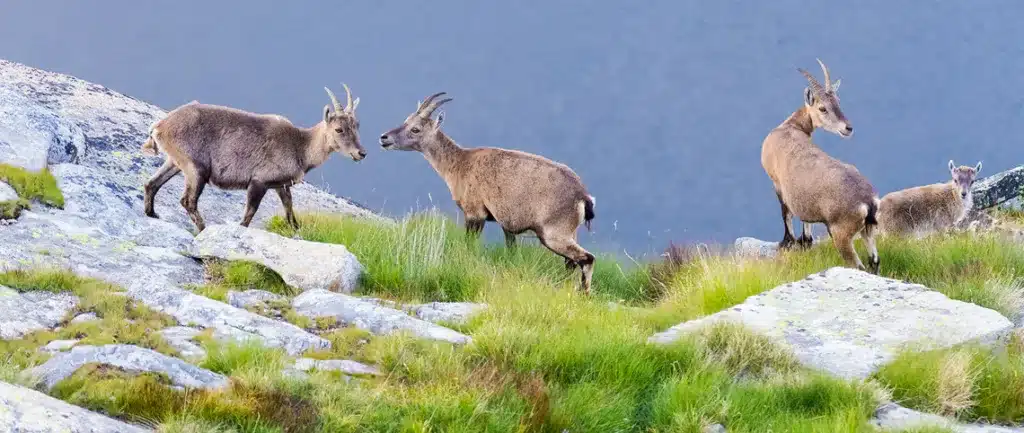 Respectez la faune et la flore en montagne